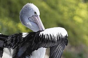 Australian Pelican adult preening, Pelecanus conspicillatus, Kangaroo Island, Australia 