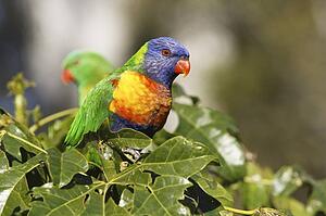 Rainbow Lorikeet, Trichoglossus haematodus, Australia