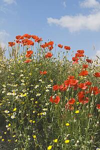 Red poppies with spring wildflowers 