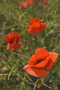 Red poppies