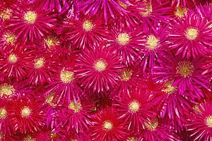 Trailing Ice Plant (Lampranthus spectabilis)