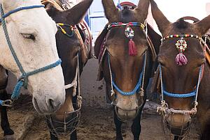 Horses, Fira, Santorini, Greece 