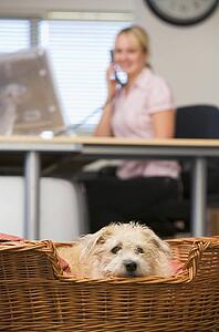 Dog lying in home office with woman in background