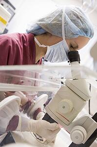 Embryologist examining folicular fluid with a microscope