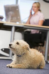 Dog lying in home office with woman in background