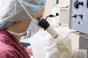 Embryologist examining folicular fluid with a microscope