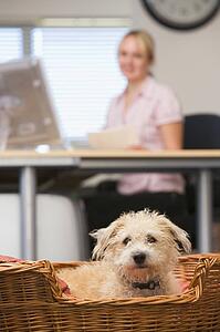 Dog lying in home office with woman in background