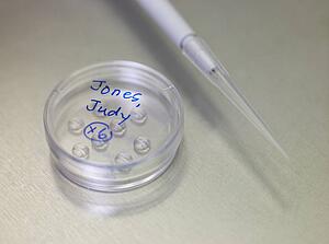 Petri dish with fertilised eggs