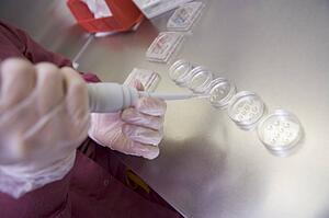 Embryologist adding sperm to egg