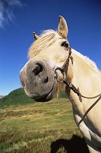 Horse standing outdoors in scenic location (fisheye)