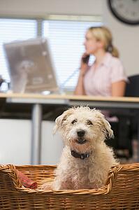 Dog lying in home office with woman in background