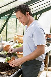 Man in greenhouse putting soil in pot