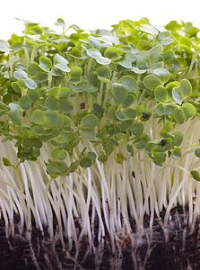 Cress growing