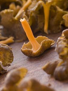 Fresh Girolle Mushrooms