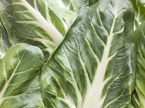 Pak choi, bok choy, chinese cabbage
