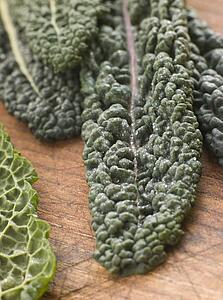 Savoy cabbage leaves