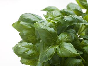 Bunch of Fresh Basil