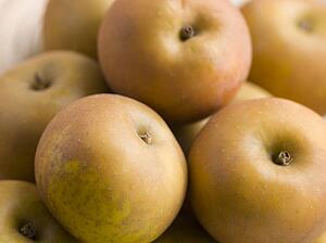 Russet apples