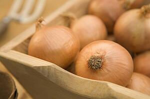 Onions in wooden trug
