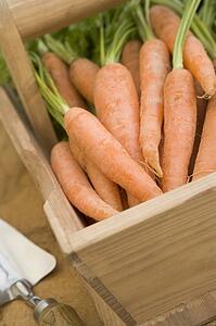 Carrots in a Wooden Trug