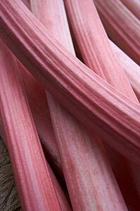 Sticks of rhubarb
