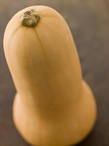 Butternut squash