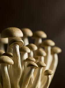 Buna Shimoji, brwon beech, mushrooms