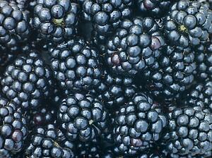 Fresh blackberries