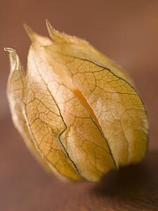 Physalis