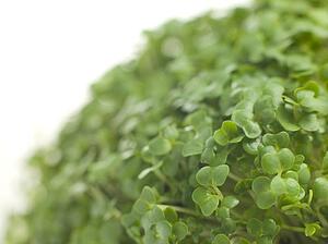 Cress growing