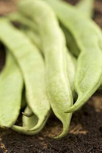 Runner beans