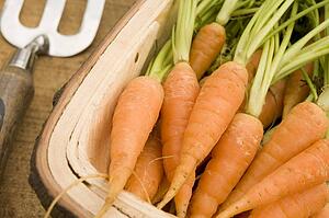 Carrots in a Wooden Trug