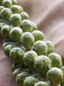 Fresh sprouts on stalk