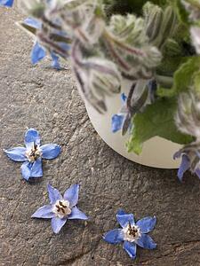 Borage, herb
