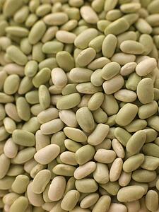 Flagelot beans
