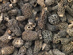 Morel mushrooms