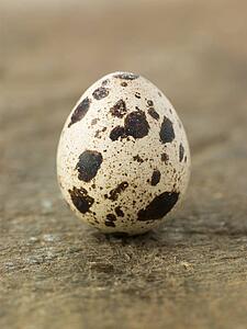 Quails egg