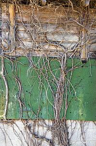 Wall covered with green turf and vines.