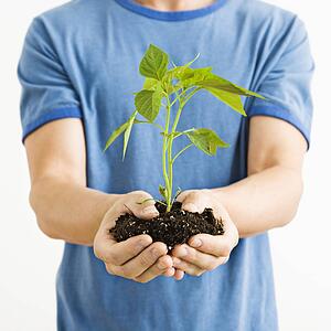 Man standing holding growing cayenne plant