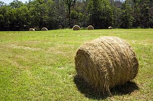 Hay bale in farm field