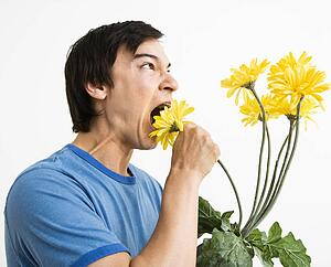Man eating bouquet of yellow gerbera daisies.