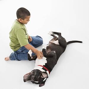 Boy petting black and white dog on floor