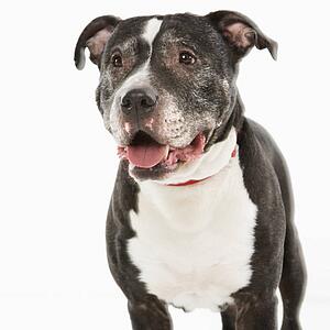 Black and white panting dog