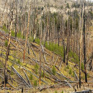 New growth in forest that was previously destroyed by fire