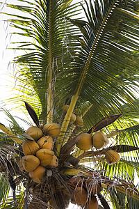Coconut tree full of coconuts in Maui, Hawaii