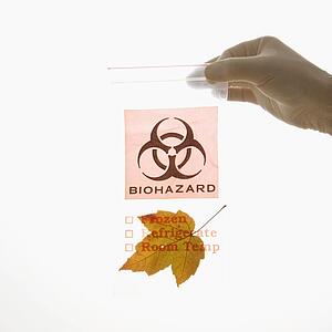 Hand wearing white rubber glove holding plastic biohazard bag containing orange Maple leaf
