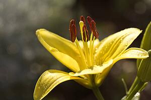 Yellow day lily bloom