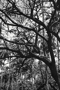 Black and white of tree with branches and coconut palm trees