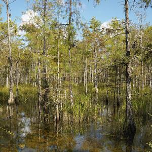 Cypress trees in wetland of Everglades National Park, Florida, 
