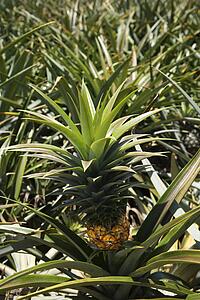 Pineapple plant in Maui, Hawaii,